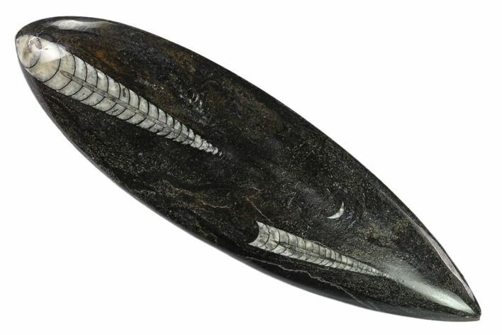 Polished Fossil Orthoceras (Cephalopod) - Morocco #138395